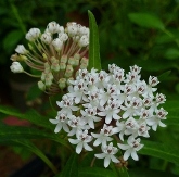 White Milkweed, Aquatic Milkweed, Asclepias perennis